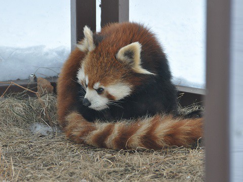 懐かしい写真・・・1月30日　旭山動物園　チャーミンと雷雲