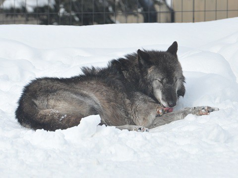 懐かしい写真・・・1月30日　旭山動物園　シンリンオオカミ