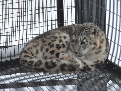 懐かしい写真・・・2月10日　旭山動物園　夕方のもうじゅう館