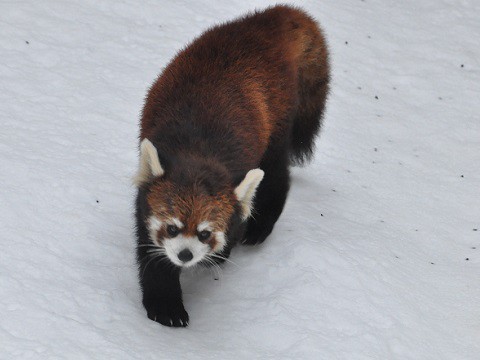 懐かしい写真・・・2月10日　雪あかりの旭山動物園　レッサーパンダ