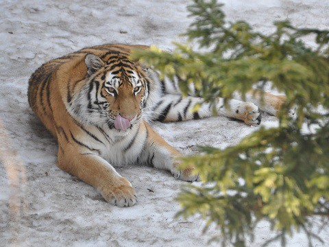 ちょっとだけ懐かしい・・・3月27日　旭山動物園　アムールトラ