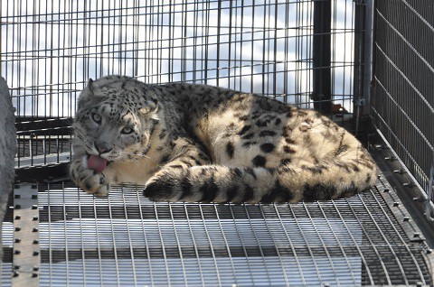 ちょっとだけ懐かしい・・・3月27日　旭山動物園　ユキヒョウ　