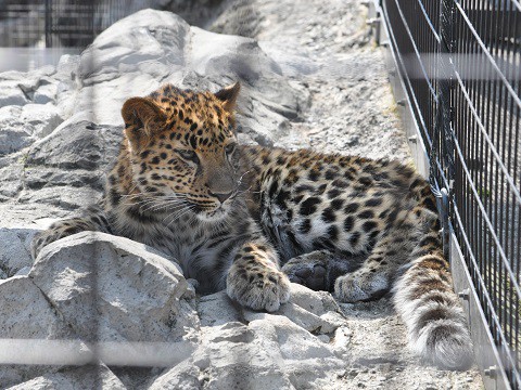 ちょっとだけ懐かしい写真・・・3月27日　旭山動物園　アムールヒョウ