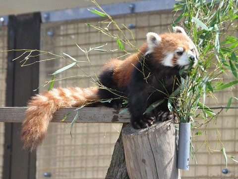 ちょっとだけ懐かしい写真・・・3月27日　旭山動物園　レッサーパンダ1