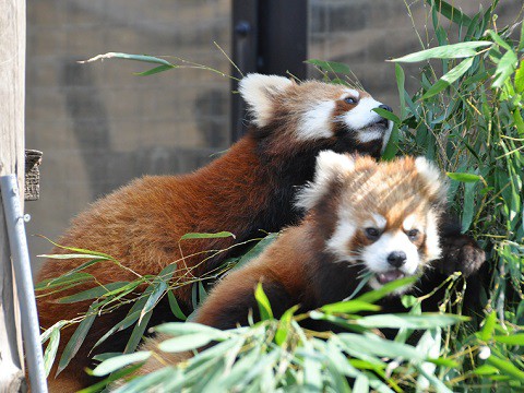 ちょっとだけ懐かしい写真・・・3月27日　旭山動物園　レッサーパンダ2