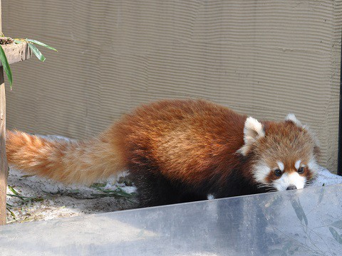 ちょっとだけ懐かしい写真・・・3月27日　旭山動物園　レッサーパンダ3