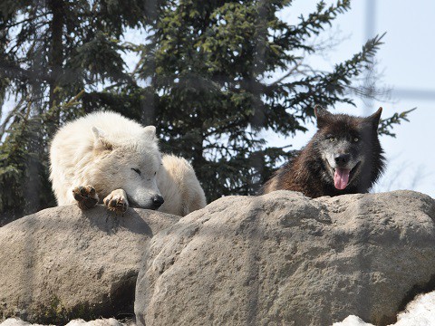 ちょっとだけ懐かしい写真・・・3月27日　旭山動物園　シンリンオオカミ