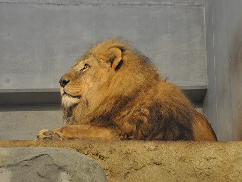 ちょっと懐かしい写真・・・4月7日　円山動物園　アフリカゾーン