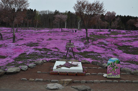 5月13日　滝上町　今日の芝ざくら滝上公園2018・・・8