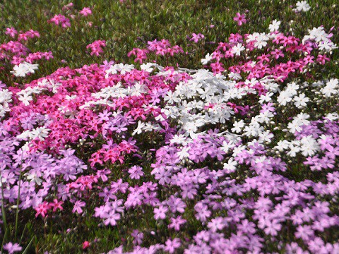 5月15日　滝上町　今日の芝ざくら滝上公園2018・・・9