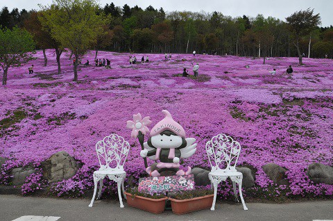 5月18日　滝上町　今日の芝ざくら滝上公園2018・・・10