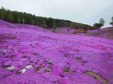 5月19日　滝上町　今日の芝ざくら滝上公園2018・・・11