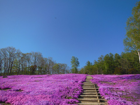 5月20日　滝上町　今日の芝ざくら滝上公園2018・・・12