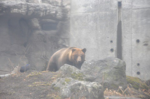 懐かしい写真・・・4月7日　円山動物園　エゾヒグマ　とわ?ダイ?