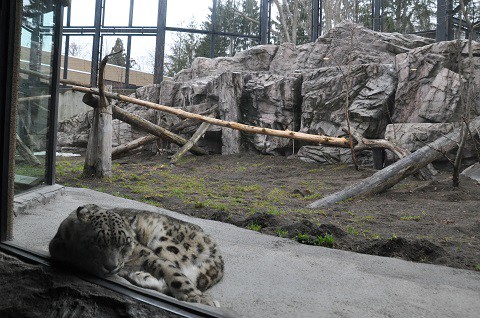 懐かしい写真・・・4月7日　円山動物園　ユキヒョウ　アクバルとシジム