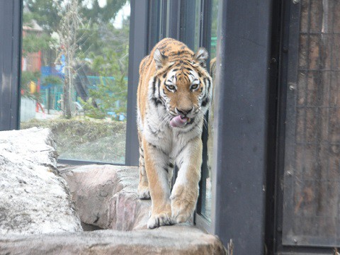 懐かしい写真・・・4月7日　円山動物園　アムールトラ　歩くアイちゃん