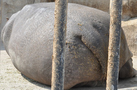 懐かしい写真・・・3月27日　旭山動物園　きりん舎・かば館