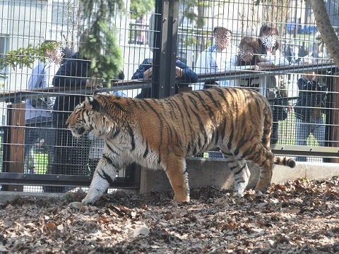 ちょっと懐かしい写真・・・4月29日　旭山動物園　もうじゅう館