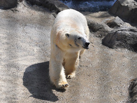 ちょっと懐かしい写真・・・4月29日　旭山動物園　ホッキョクグマ