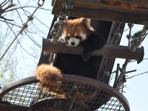 ちょっと懐かしい写真・・・4月29日　旭山動物園　レッサーパンダ