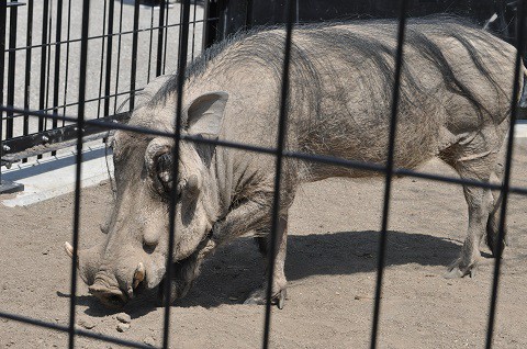 懐かしい写真・・・4月29日　旭山動物園　キリンイボイノシシダチョウ