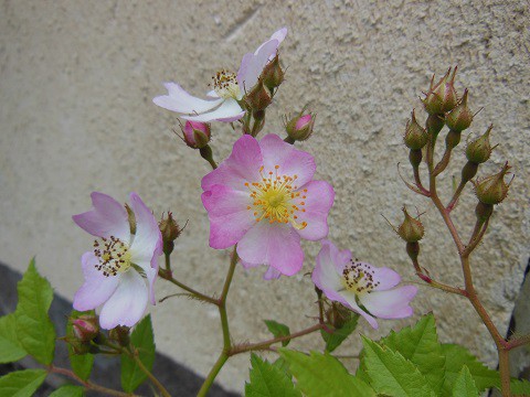 6月22日　我が家のサクラバラの開花状況?