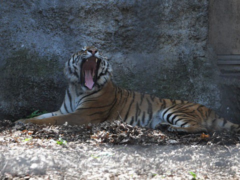 ちょっと懐かしい写真・・・5月29日　旭山動物園　アムールトラ