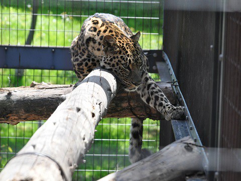 ちょっと懐かしい写真・・・5月29日　旭山動物園　アムールヒョウ