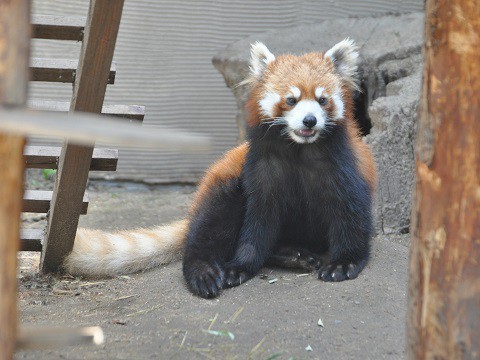 懐かしい写真・・・5月29日　旭山動物園　レッサーパンダ・・・その1