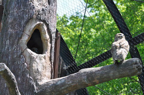 懐かしい写真・・・5月29日　旭山動物園　シマフクロウのヒナ