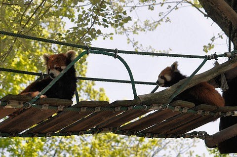 懐かしい写真・・・5月29日　旭山動物園　レッサーパンダ・・・その2