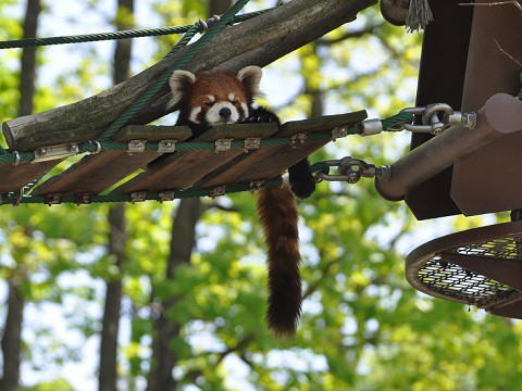 懐かしい写真・・・5月29日　旭山動物園　レッサーパンダ3