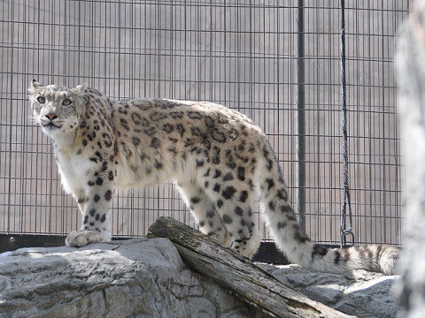 懐かしい写真・・・5月29日　旭山動物園　ユキヒョウ