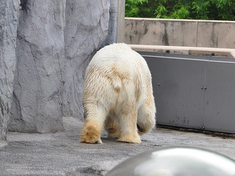 懐かしい写真・・・6月24日　旭山動物園　ホッキョクグマ