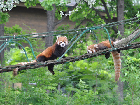 懐かしい写真・・・6月24日　旭山動物園　レッサーパンダ2