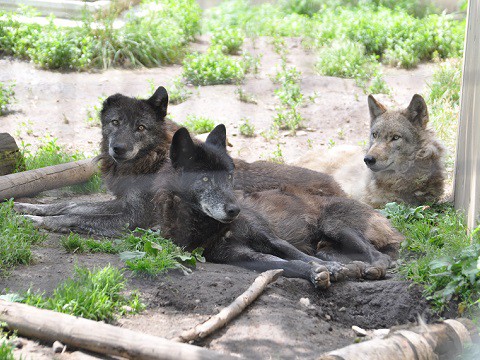 懐かしい写真・・・6月24日　旭山動物園　シンリンオオカミ