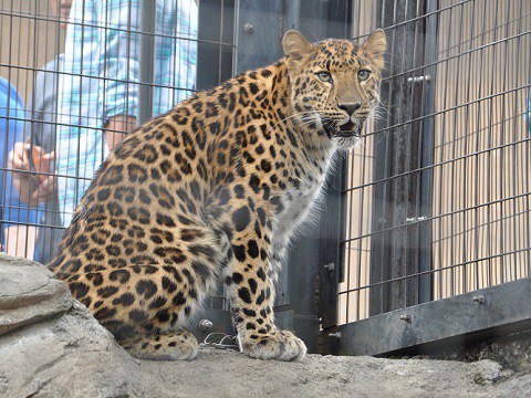 懐かしい写真・・・6月24日　旭山動物園　もうじゅう館のネコたち