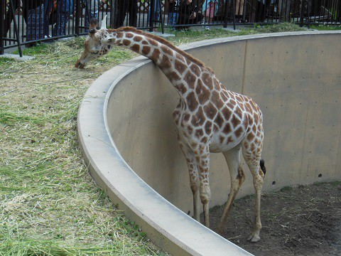 旭山動物園 アミメキリン 滝上発 動物園の動物が大好き By 西紋のマツ