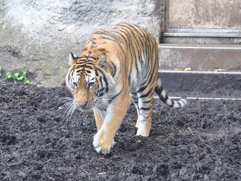 懐かしい写真・・・7月12日　旭山動物園　もうじゅう館の仲間達