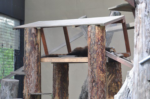 懐かしい写真・・・7月12日　旭山動物園　レッサーパンダたちの午後