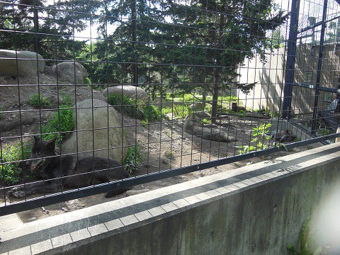 懐かしい写真・・・7月12日　旭山動物園　シンリンオオカミ