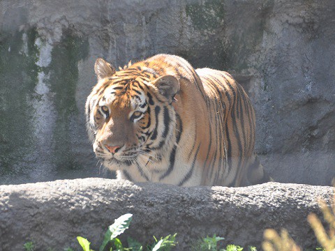 懐かしい写真・・・2018年7月24日　旭山動物園　もうじゅう館