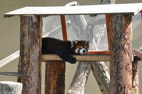 懐かしい写真・・・2018年7月24日　旭山動物園　レッサーパンダ1