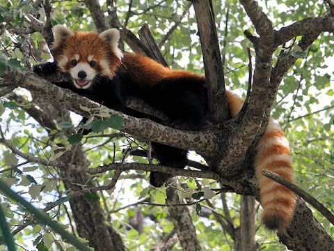 懐かしい写真・・・2018年7月24日　旭山動物園　レッサーパンダ2