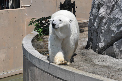 懐かしい写真・・・2018年7月24日　旭山動物園　ホッキョクグマ