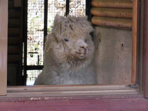 2018年9月　道外旅行3日目　茶臼山動物園　アルパカ親子