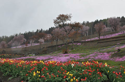 5月10日　滝上町　今日の芝ざくら滝上公園2019・・・6