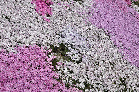 5月15日　滝上町　今日の芝ざくら滝上公園2019・・・8