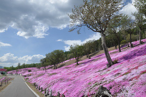 5月23日　滝上町　今日の芝ざくら滝上公園2019・・・13