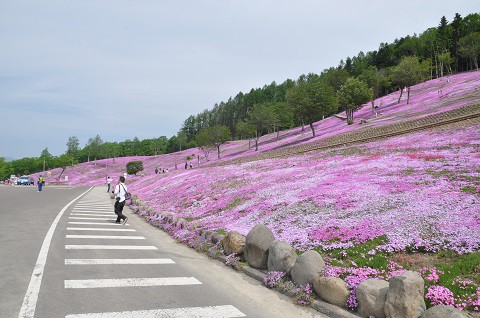 5月26日　滝上町　今日の芝ざくら滝上公園2019・・・15